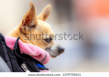 chihuahua being carriede in a backpack