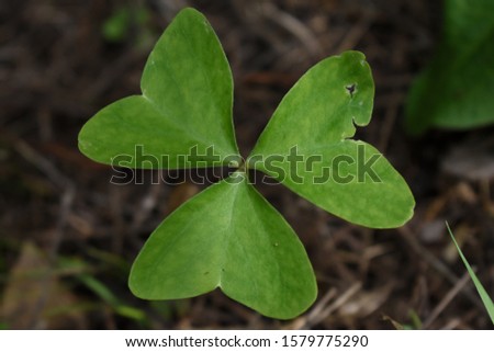 Close-up of an isolated fresh clover, who leaves were eaten by insects on garden floor bokeh background. Macro photography.