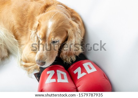dog in boxing gloves with the inscription 2020