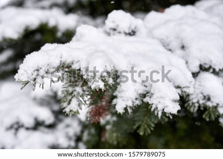 Green pine covered with snow.Pine branches covered with snow.