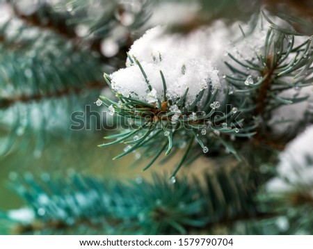 First snow in the city. Branch of fir tree covered with snow, closeup. sharp frosts. fabulous light and colorful picture.