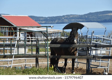 Black Horse in Barn with Blue Sky and Lake (Farm)