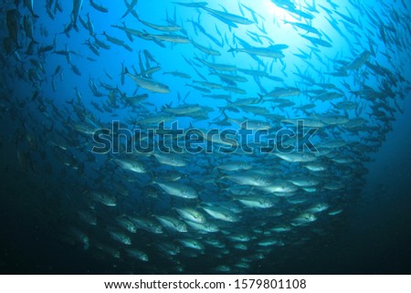 School of Bigeye Trevally fish 