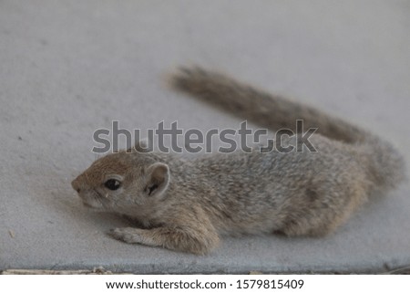 Tree squirrel on the ground, Moremi game reserve, Botswana, Africa