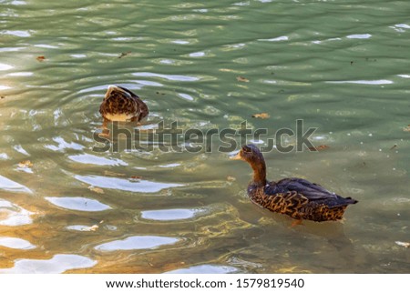 close up cute ducks in nature