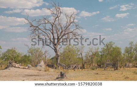 Burchells zebras under a tree, Moremi game reserve, Botswana, Africa