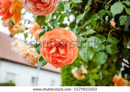 Floribunda, A apricot fragrant Flower or apricot floribunda Montana, or jude the obscure rose.