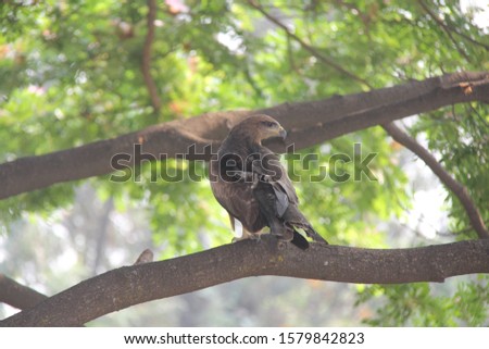 Bird Photo - Kite on a Tree Seeing Right