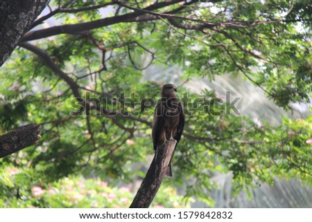 Bird Photo - Kite on a Tree Branch