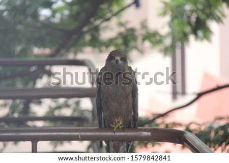 
Bird Photo - Kite on a Metal Rod Front Pose