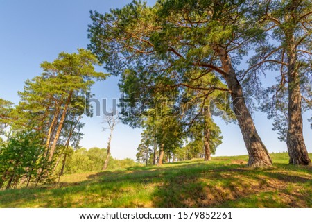 Spring photography, pine forest, evergreen pine - a symbol of immortality and vivacity. Cozy forest space among trees dotted with fallen cones