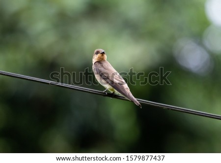 Cute swallow perched on wire with green background