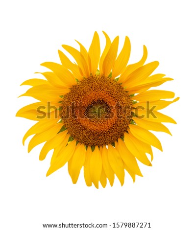 a sunflower isolated on a white background - image.