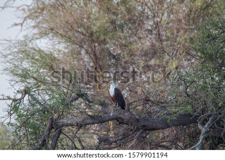 African fish eagle on a branch, Okavango delta, Botswana, Africa