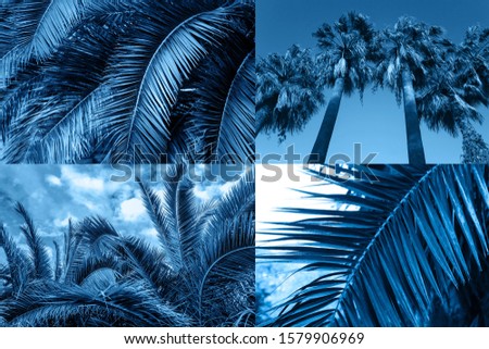 collage with palm leaves texture and palm leaves tress travel concept