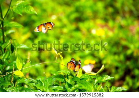 Butterflies on the island twigs , drinking nectar from flowersof the morning look beautiful