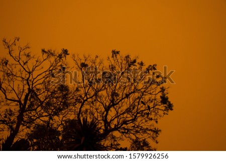 Australian bushfire: trees silhouettes and smoke from bushfires covers the sky and glowing sun barely seen through the smoke. Catastrophic fire danger, NSW, Australia Royalty-Free Stock Photo #1579926256