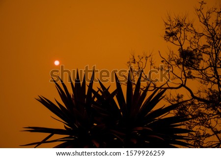 Australian bushfire: trees silhouettes and smoke from bushfires covers the sky and glowing sun barely seen through the smoke. Catastrophic fire danger, NSW, Australia Royalty-Free Stock Photo #1579926259