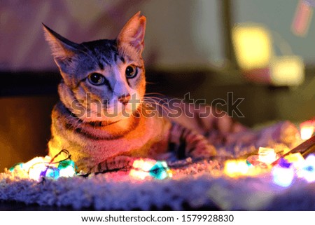 Thai cats in neon lights 