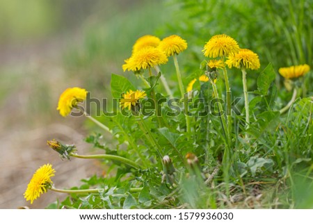 plant Taraxacum officinale at the time of mass flowering. Dandelion, Taraxacum officinale, in flower.  Royalty-Free Stock Photo #1579936030