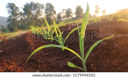 Corn seedlings with sunlight Thailand