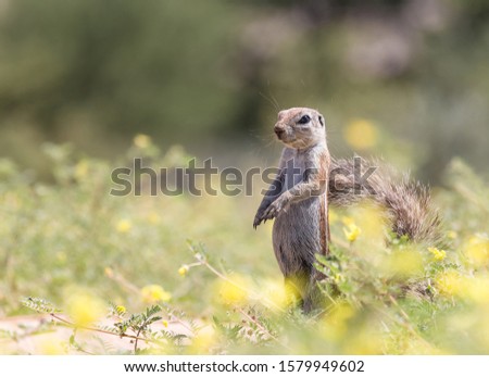 African ground squirrel standing between yellow flowers