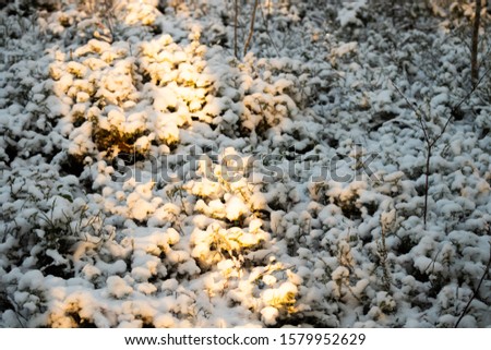 Winter forest with snow-covered bushes and grass.