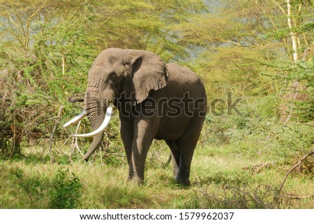 Closeup of African Elephant (Loxodonta africana, or "Tembo" in Swaheli) image taken on Safari located in the Ngorogoro crater, Tanzania