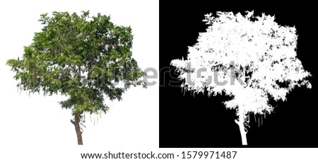 isolated tree on white background with clipping path and alpha channel
