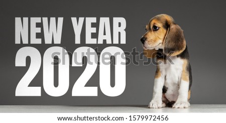New Year 2020. Beagle tricolor puppy posing. Cute white-braun-black doggy or pet playing on grey background. Looks attented and playful. Studio photoshot. Concept of motion, movement, action.