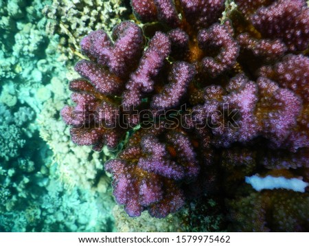 Macro picture of raspberry coral (pocillopora verrucosa) in shallow waters of Ras Um Sid - Egypt