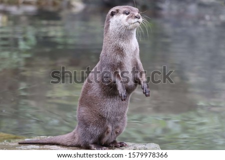 Female Asiatic Short Clawed Otter, Keyah (Amblonyx cinerea) Royalty-Free Stock Photo #1579978366