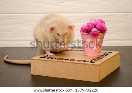 White rat sits on a beautiful openwork wooden stand with a bucket of pink rose flowers, wash it face, on black and white wooden background. Picture for a greeting card.