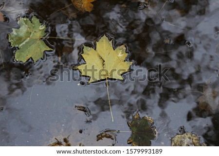 Dark rainwater puddle with fallen leaves and reflection