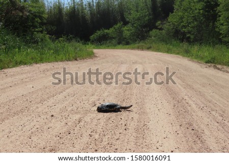 crooked necked turtle crossing the dirt road