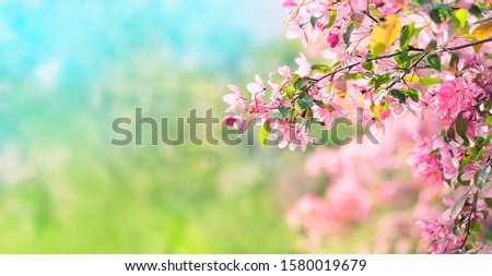 beautiful Pink plum flowers in sunny spring garden. nature spring background with blooming gentle cherry flowers. copy space. template for design
