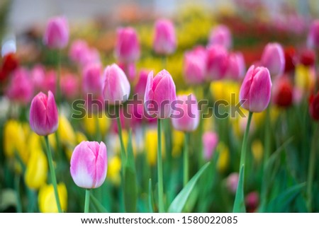 Closeup of pink tulips flowers with green leaves in the park outdoor. Royalty-Free Stock Photo #1580022085