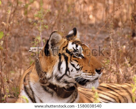 Radio Collard Royal Bengal Tiger  sighted at a national park Royalty-Free Stock Photo #1580038540