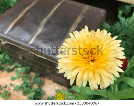 Yellow fluffy calendula flower on a background of green grass and a brown cardboard chest. Close-up photo from a mobile phone in natural evening light.
