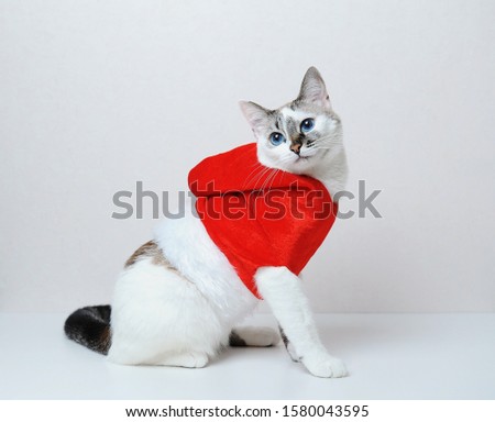 Cute blue-eyed cat in red Christmas jacket hoodie with fur on a white background. Free space for design, isolated
