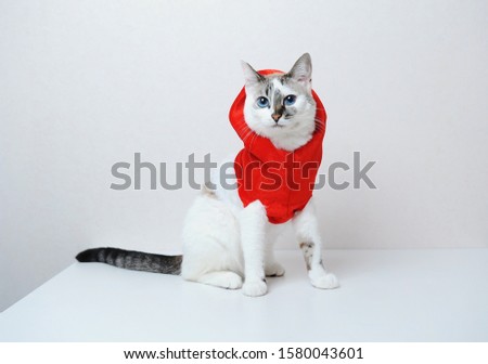 Cute blue-eyed cat in red Christmas jacket hoodie with fur on a white background. Free space for design, isolated