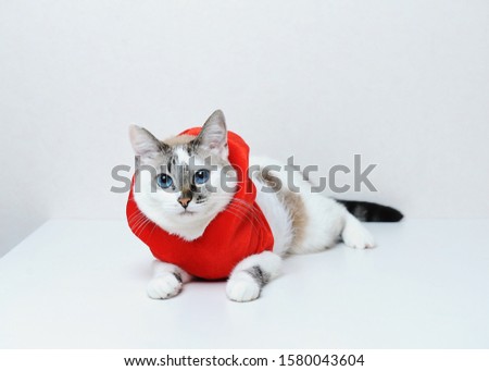 Cute blue-eyed cat in red Christmas jacket hoodie with fur lies on a white background. Free space for design, isolated