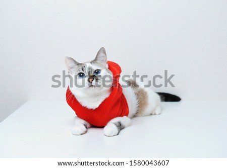 Cute blue-eyed cat in red Christmas jacket hoodie with fur lies on a white background. Free space for design, isolated