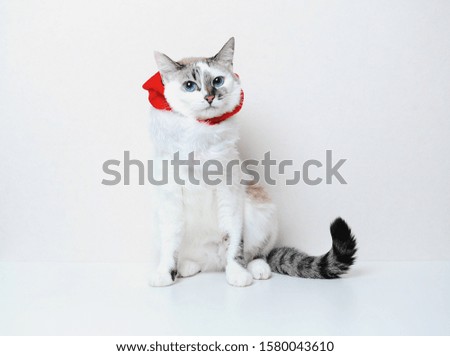 Cute blue-eyed cat in a christmas suit on a white background. Free space for design, isolated