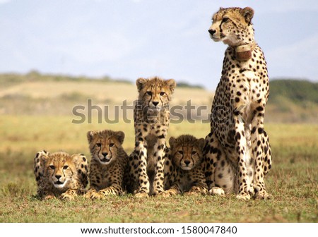 female cheetah and her cubs