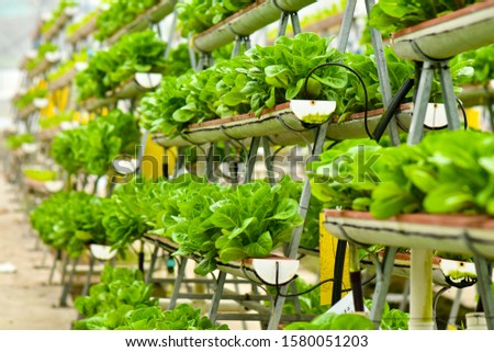 Vertical urban farming technology in Singapore Royalty-Free Stock Photo #1580051203