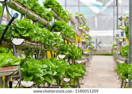 Vertical urban farming technology in Singapore Royalty-Free Stock Photo #1580051209