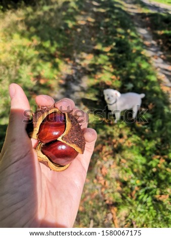 Walking with my dog in autumn and collecting chestnuts