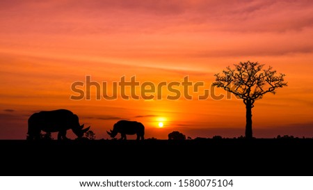 Amazing Silhouettes of wild African Rhino sunset safari animals vector.orange light in the evening.The silhouette of the dead tree.