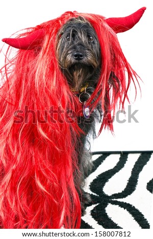 funny dog in red wig ans with evil horns